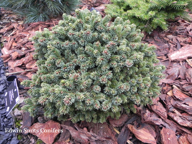 Picea glauca 'Lily Backbone'